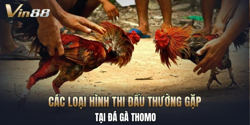 Các loại hình thi đấu thường gặp tại đá gà Thomo