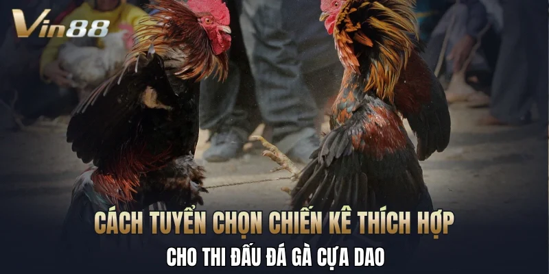 Cách tuyển chọn chiến kê thích hợp cho thi đấu đá gà cựa dao