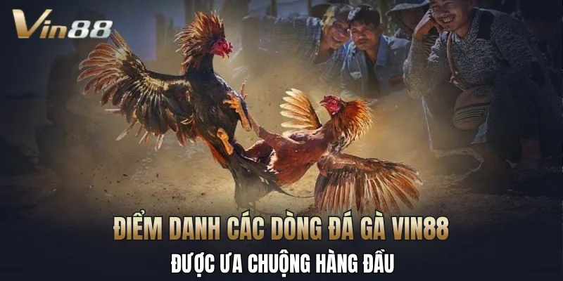 Điểm danh các dòng đá gà Vin88 được ưa chuộng hàng đầu