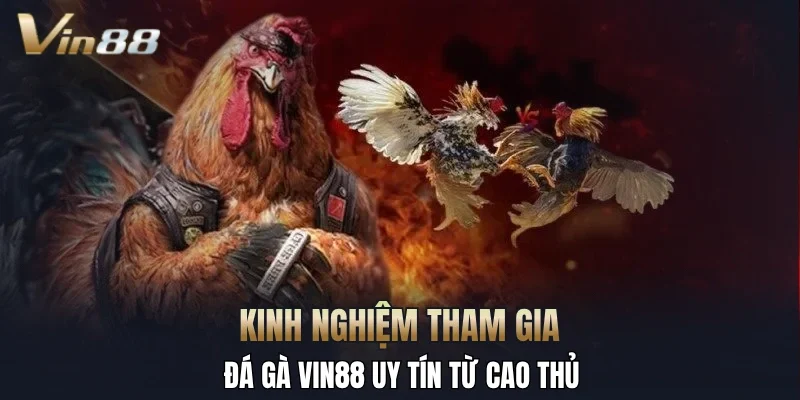 Kinh nghiệm tham gia đá gà Vin88 uy tín từ cao thủ