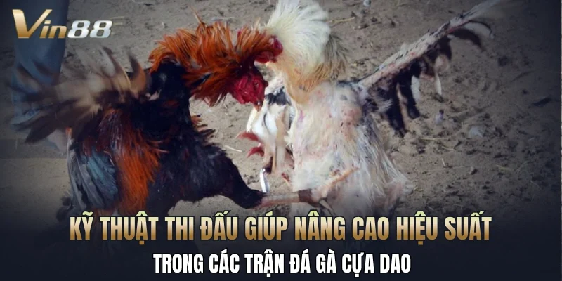 Kỹ thuật thi đấu giúp nâng cao hiệu suất trong các trận đá gà cựa dao