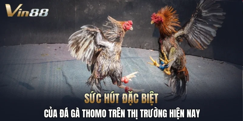 Sức hút đặc biệt của đá gà Thomo trên thị trường hiện nay