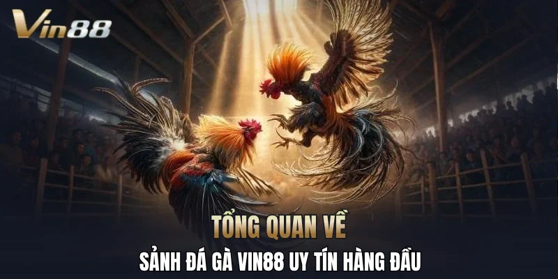 Tổng quan về sảnh đá gà Vin88 uy tín hàng đầu